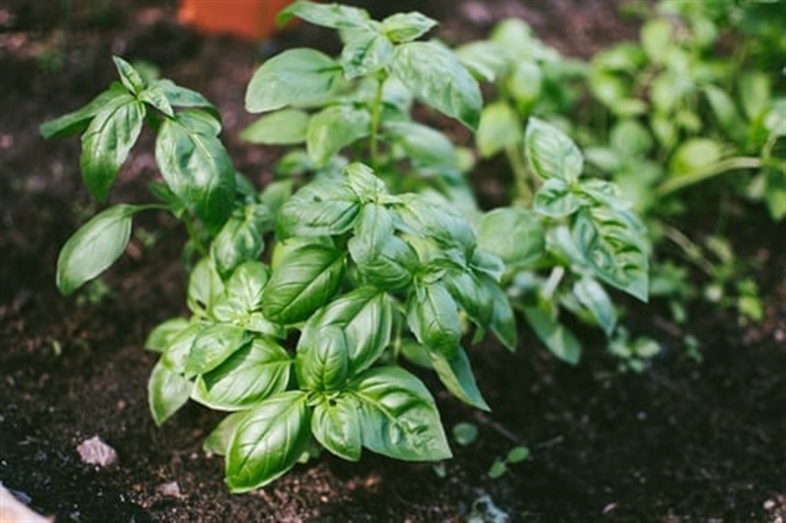 Close up of basil in a garden