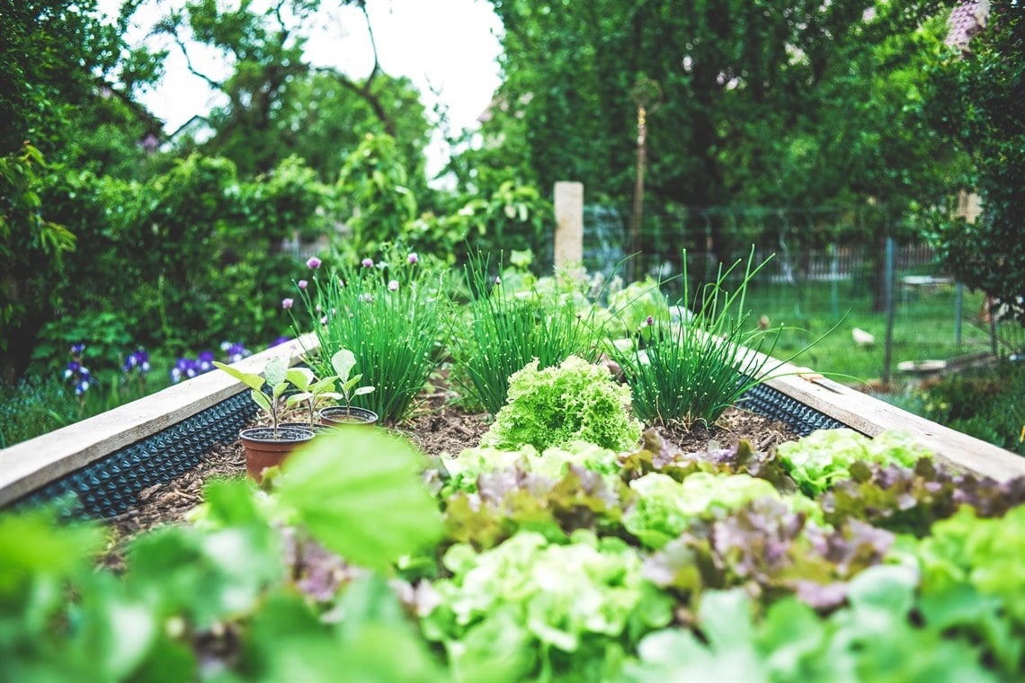 A garden bed filled with lush herbs.