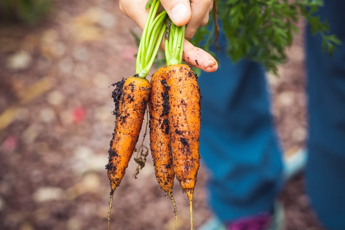 Carrots with fresh dirt held by a hand 